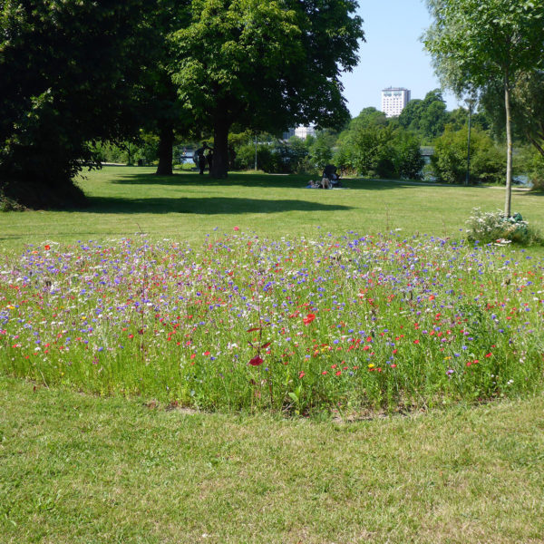 Dubois_Jardins-creations-Pelouse_Prairie-01