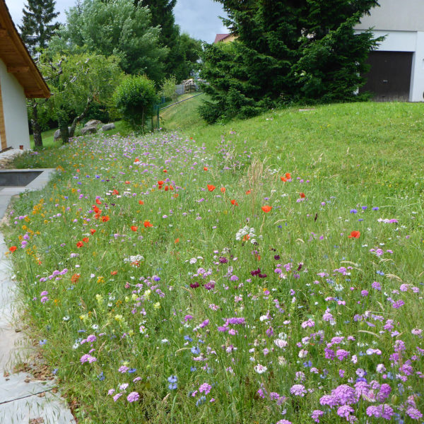 Dubois_Jardins-creations-Pelouse_Prairie-02