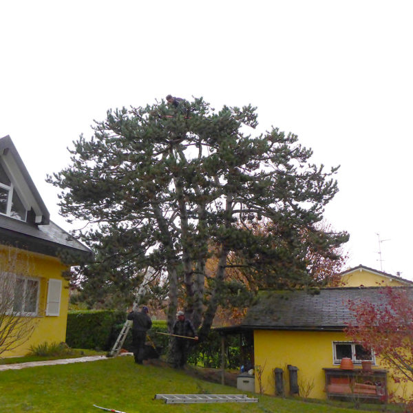 Dubois_Jardins-creations-elagage_taillage_abattage-16
