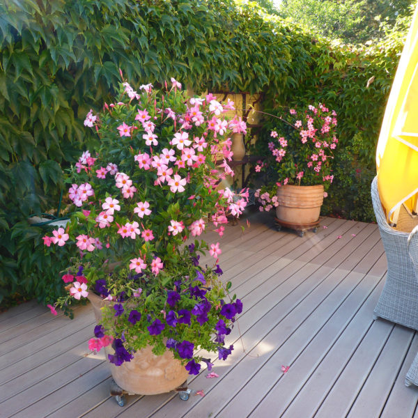 Dubois_Jardins-entretien-entretien_des_plantes-07