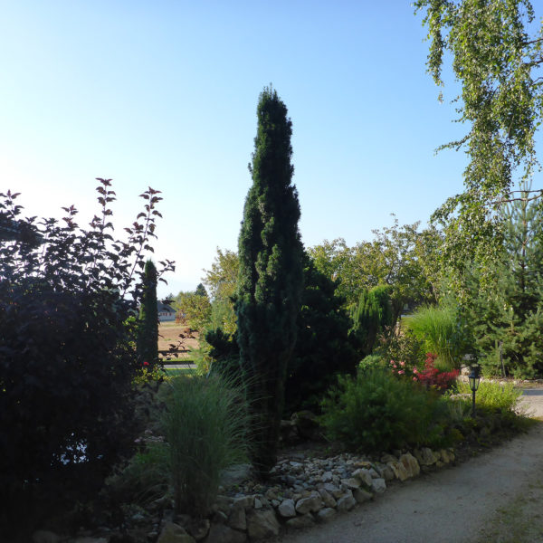 Dubois_Jardins-entretien-entretien_des_plantes-09