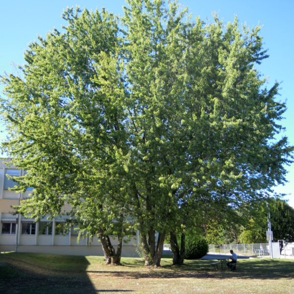 Dubois_Jardins-evolution-abattage-01
