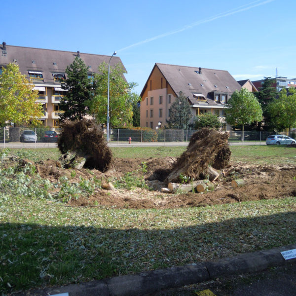 Dubois_Jardins-evolution-abattage-02